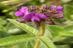 Flemingia nilgheriensis